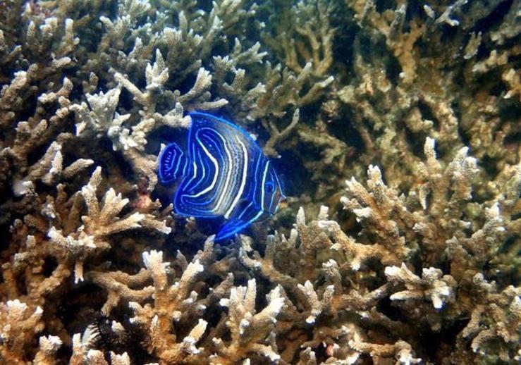 ホテル Alam Karang Gili Gede エクステリア 写真