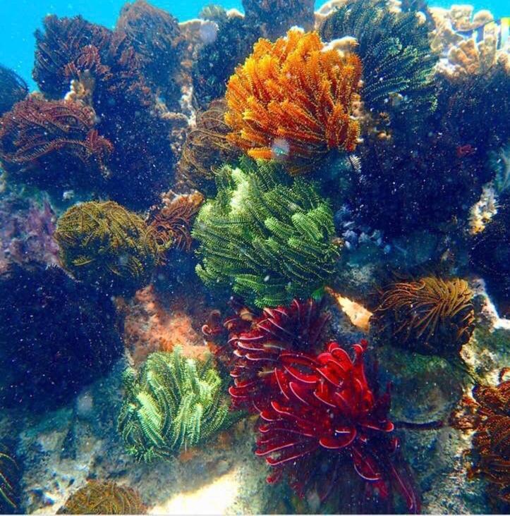 ホテル Alam Karang Gili Gede エクステリア 写真